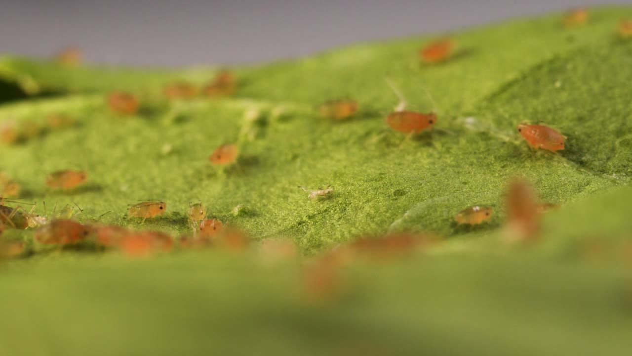 잎에 진딧물. 익스트림 매크로, 돌리 아웃