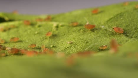 aphids on a leaf. extreme macro, dolly out