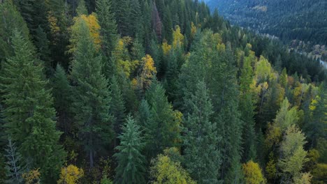 Imágenes-Aéreas-De-4k-Del-Espeso-Y-Vasto-Bosque-Boreal-En-Columbia-Británica-Durante-El-Otoño