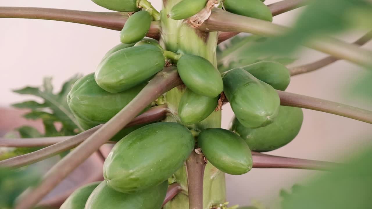 많은 초록색 파파야 가 나무 에 자라고 있다