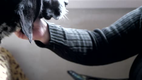 a female hand stroking a hunting dog