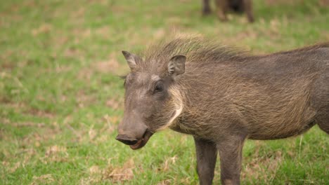 young warthog walks in grassland while chewing, close up follow shot