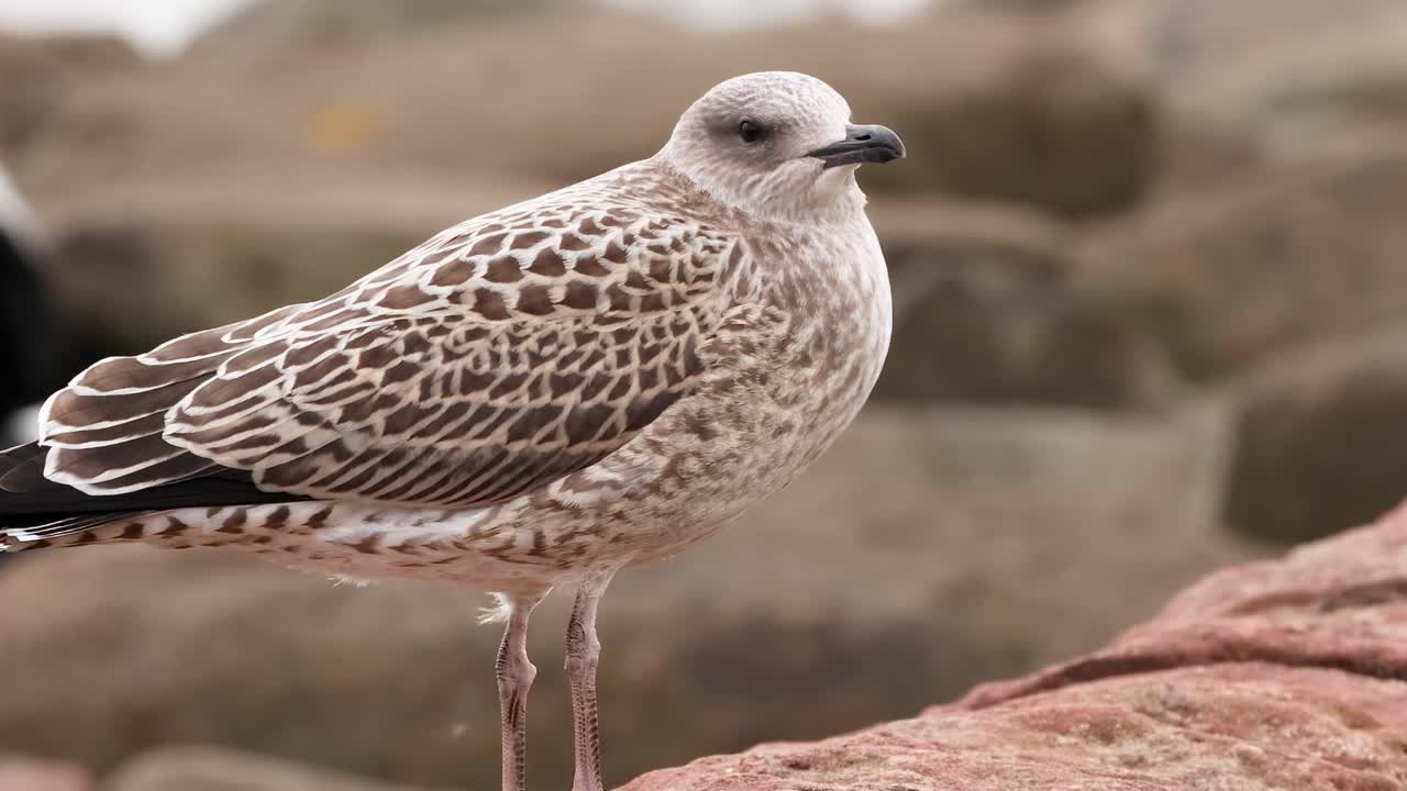 A gull perched on a coastal wall