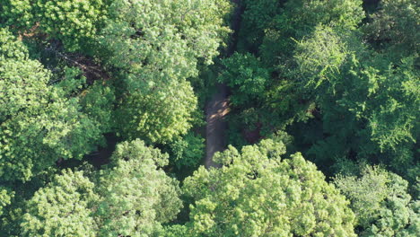 aerial drone view descending from the tree tops down to a single path in the park below on a beautiful sunny morning