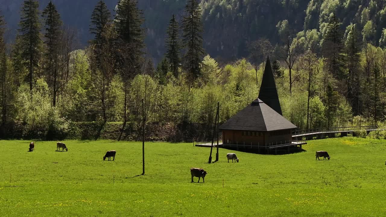 Cows grazing in a green alpine meadow beside a wooden chapel in Klöntal Valley, near Klöntalersee and Vorderglärnisch in Glarus, Switzerland.