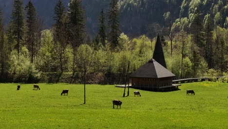 cows grazing in a green alpine meadow beside a wooden chapel in klöntal valley, near klöntalersee and vorderglärnisch in glarus, switzerland.