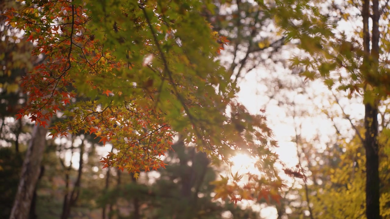 Japaninvaahterat syksyn väreissä kirkkaan auringon paistaessa taustalla Yangjaen kansalaispuistossa Seochossa, Soulissa, Etelä-Koreassa. - lähikuva.