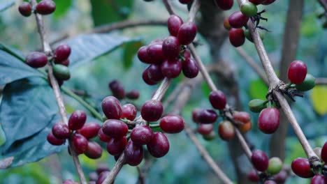 close up shot of coffee cherry tree, fresh organic coffee plantations