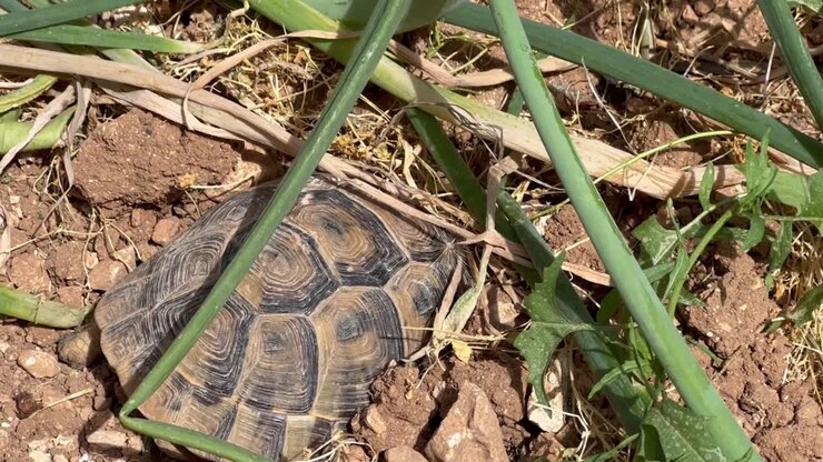 turtle in the garden hiding in the soil