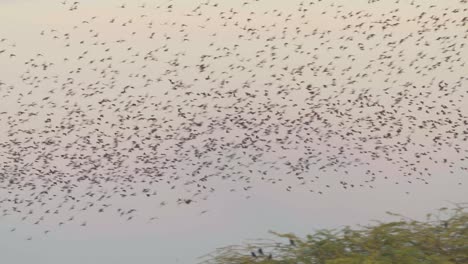 Closeup-of-Murmuration-of-Starling-Birds-during-the-twilight-period-in-the-sky