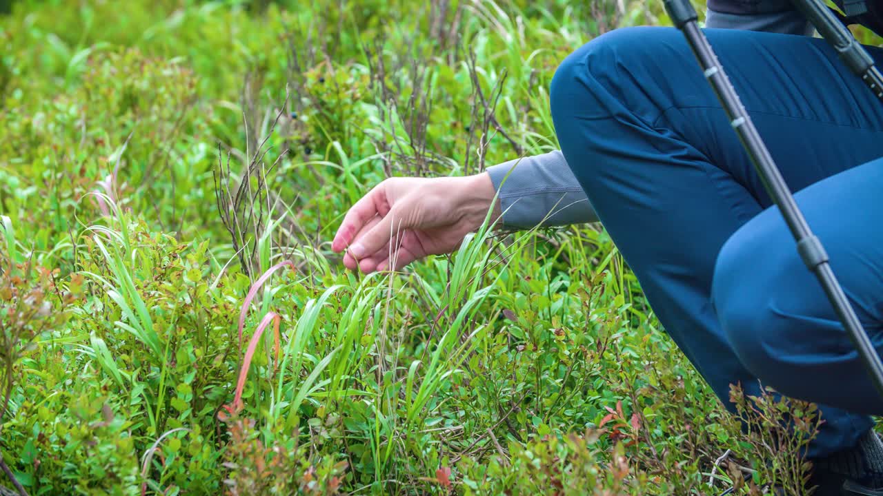 un primer plano de un excursionista recogiendo o descubriendo alguna planta en el campo