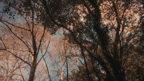 bottom-up view of golden trees with sunlight in forest. warm and relaxing mood. camera pan left to right. autumn forest in portugal