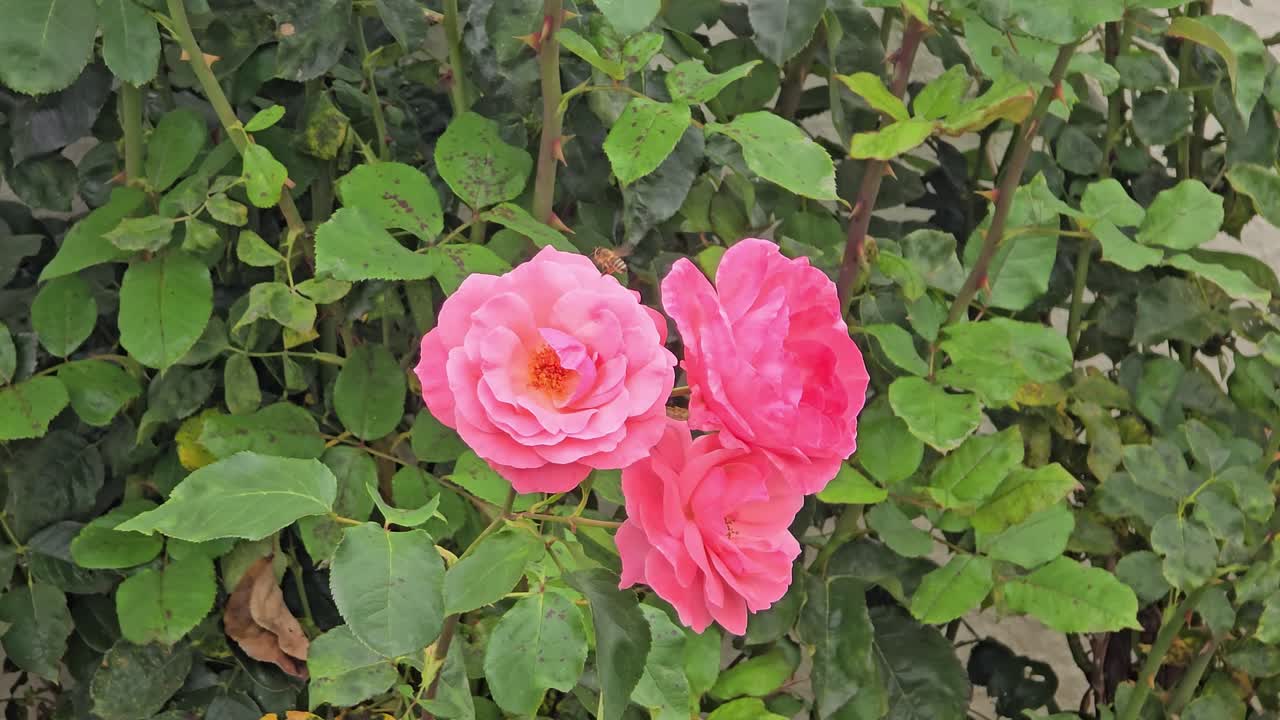Vackra rosa rosenblommor som rör sig mjukt i sommarvinden