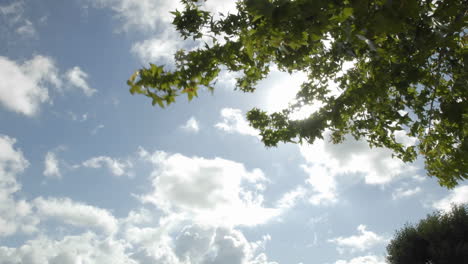 Time-lapse-of-spring-clouds-passing-over-a-tree-in-Oak-View-California-1