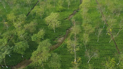 Vista-De-Ariel-Especie-De-Jardín-De-Té