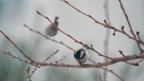 passerine birds coal tit perched on leafless twigs in south korea