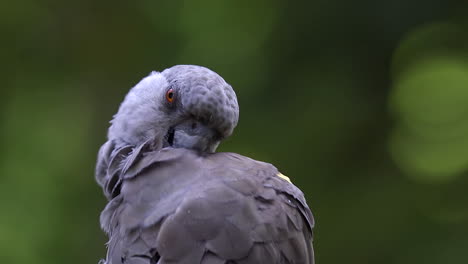 rueppell parrot grooming itself close up