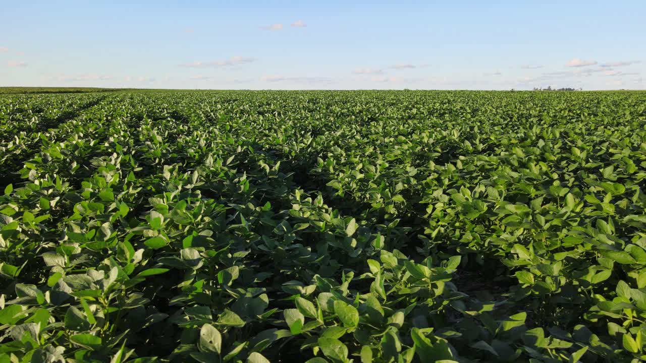 Farm fields of soybean plants stretch toward horizon in La Pampa, seen in sweeping aerial