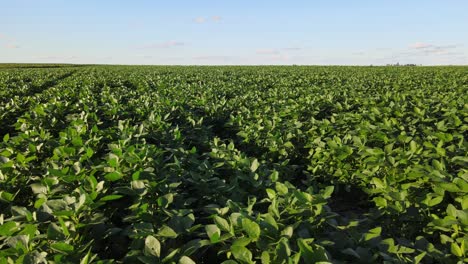 farm fields of soybean plants stretch toward horizon in la pampa, seen in sweeping aerial