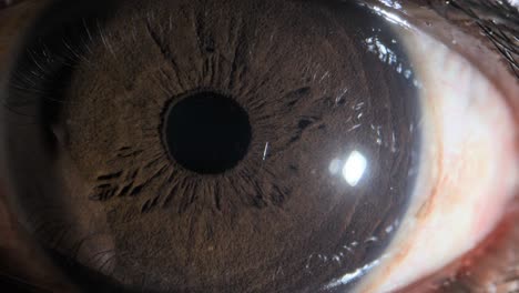 human brown eye extreme close up view