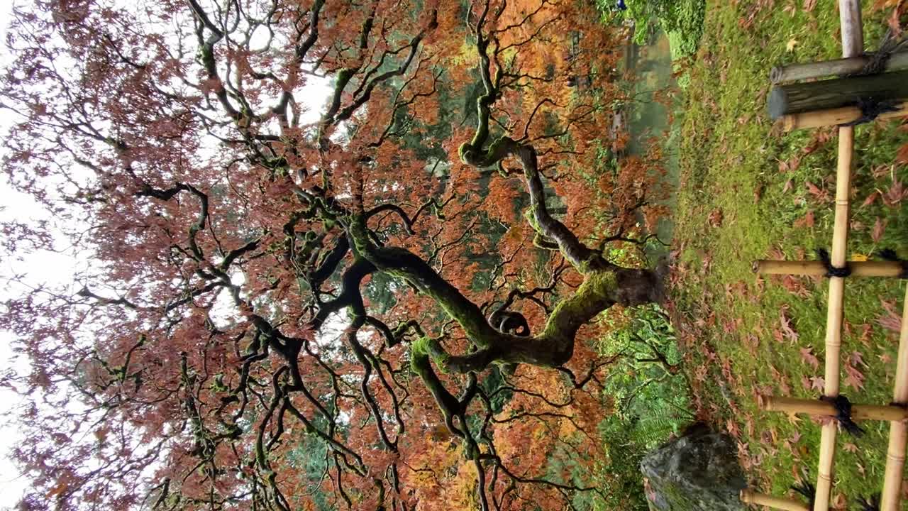 hermoso arce japonés con hojas rojas y naranjas
