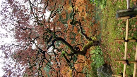 beautiful japanese maple tree with red and orange leaves