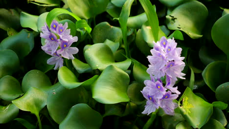 Jacinto-De-Agua-Cerca-De-Una-Flor