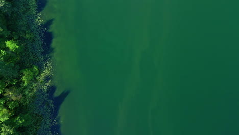 aerial topdown on green lake water with lush forest trees