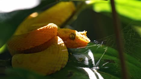 coiled silently on a mossy branch, the vibrant yellow eyelash pit viper blends into the lush greenery of the costa rican rainforest