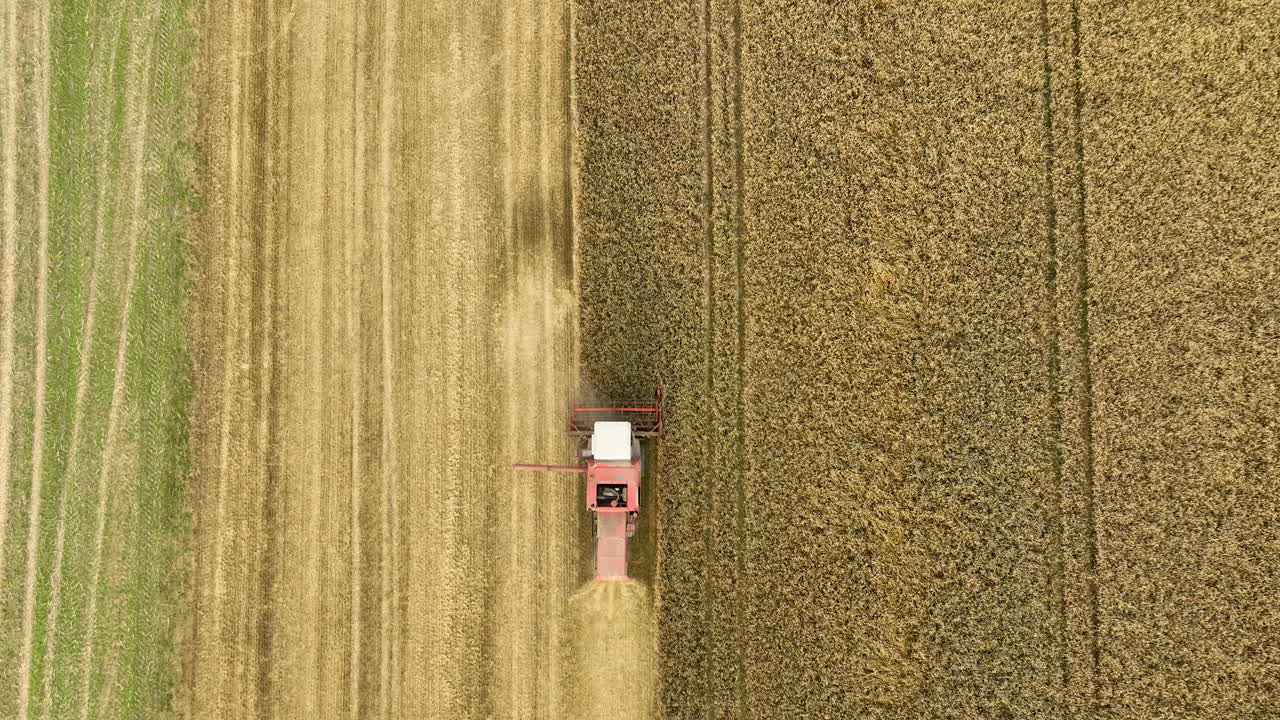 Una mietitrice in azione, che crea una chiara divisione tra campi di grano mietuti e non mietuti.
