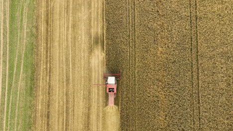 a harvester in action, creating a clear division between harvested and unharvested wheat fields