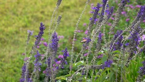 A-monarch-butterfly-slaps-its-wings-and-flutters-to-a-new-flower