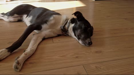 disparo orbital de un perro blanco y negro acostado en el suelo, durmiendo