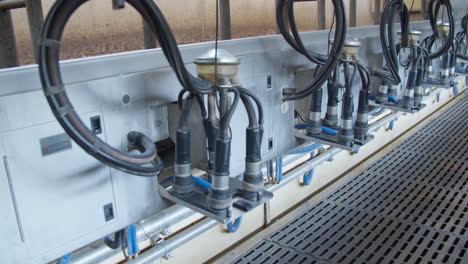 cow farm agriculture milk automatic milking system