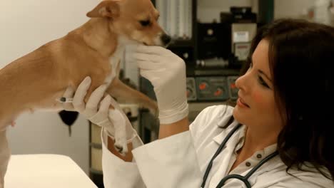 dierenarts onderzoekt kleine hond in haar kantoor