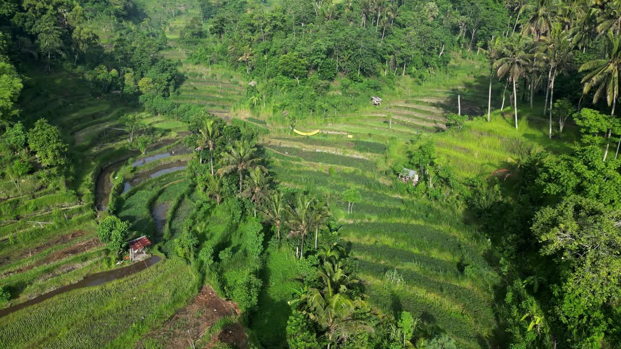drone volando a través de un valle de selva verde exuberante con terrazas de arroz