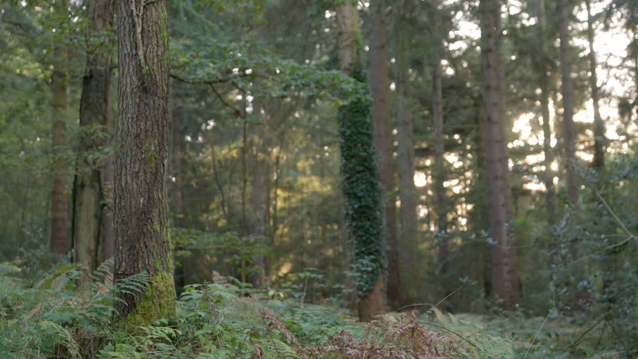 4k árboles del bosque el atardecer de otoño