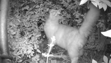 Toma-De-Visión-Nocturna-De-Un-Gato-Esponjoso-Que-Huele-Y-Deja-Su-Olor-En-Los-Cepillos