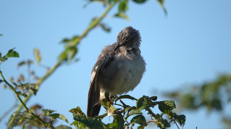 A northern mockingbird preening it feathers in the morning while sitting on a small branch of a tree