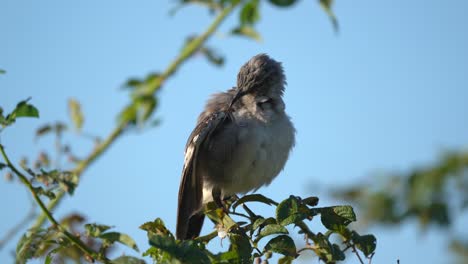 A-northern-mockingbird-preening-it-feathers-in-the-morning-while-sitting-on-a-small-branch-of-a-tree