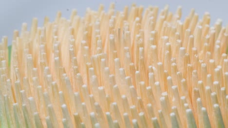 Pile of toothpicks