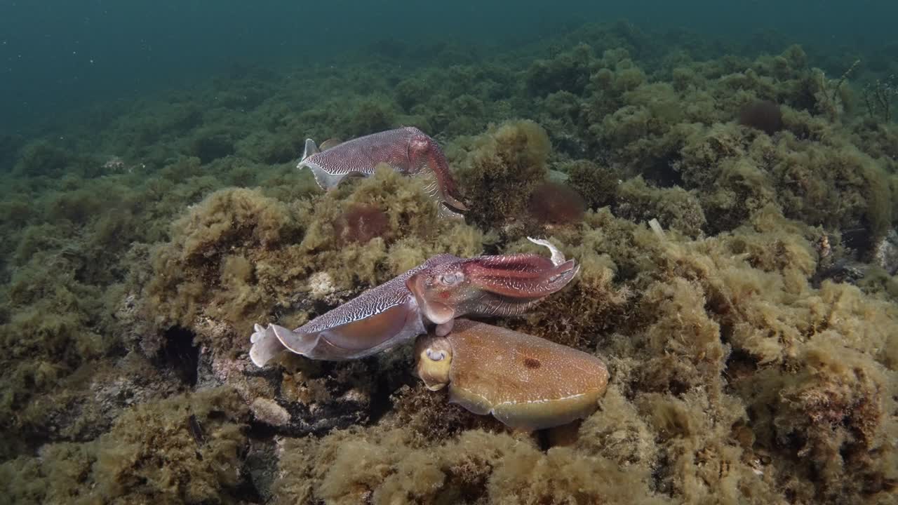 Giant Australian Cuttlefish (Ascarosepion apama) protecting female from challenger during the Cuttlefish aggregation in South Australia