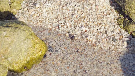 a tiny hermit crap in a rocky and sandy seawater pool during low tide