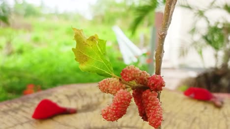 Cerrar-El-Fruto-De-La-Morera-Roja