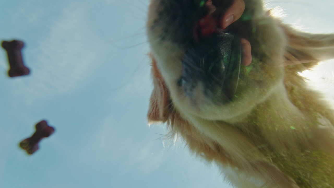 골든 리트리버가 맛있는 음식을 먹습니다.