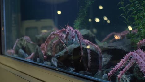 king crab moving sideways in seafood tank on window display and traffic reflected