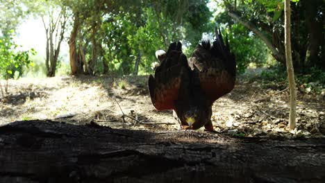 águila halcón comiendo correa