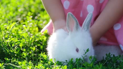 child's hands gently petting a white rabbit in green grass