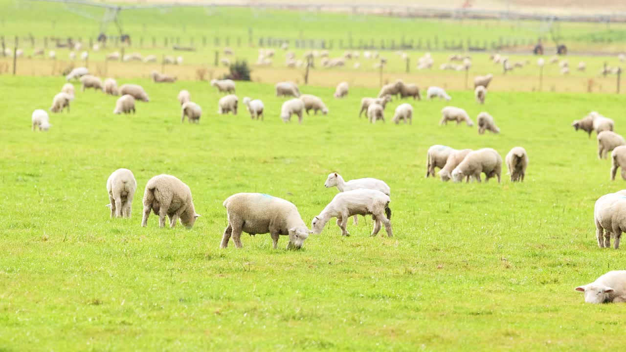 Sheep graze peacefully in a lush green field under soft natural lighting in Wanaka, New Zealand