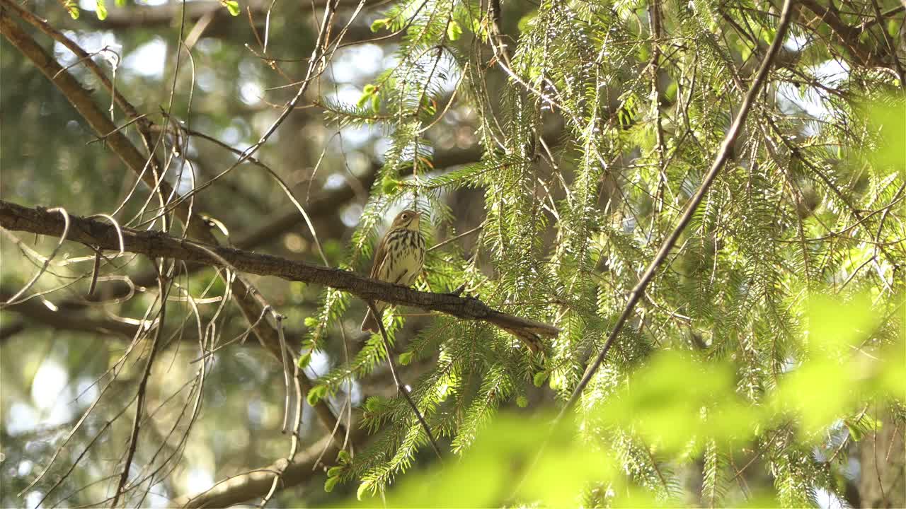 pájaro sentado todavía en una rama en el árbol, tiro estático